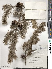 Pinus contorta image