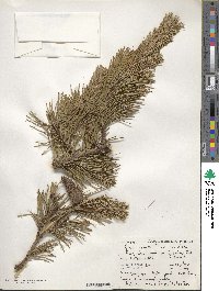 Pinus contorta image