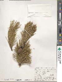 Pinus contorta var. latifolia image