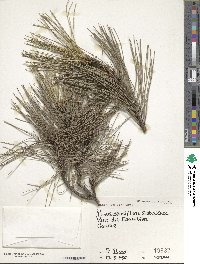 Pinus densiflora image