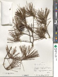 Pinus densiflora image