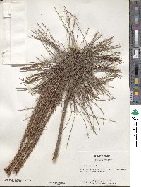 Pinus densiflora image