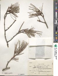 Pinus densiflora image