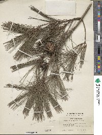 Pinus densiflora image