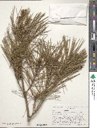 Pinus densiflora image