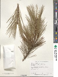 Pinus densiflora image