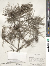 Pinus densiflora image