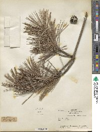 Pinus densiflora image