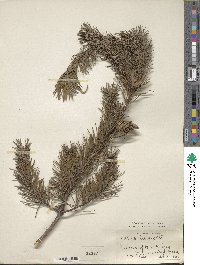 Pinus banksiana image