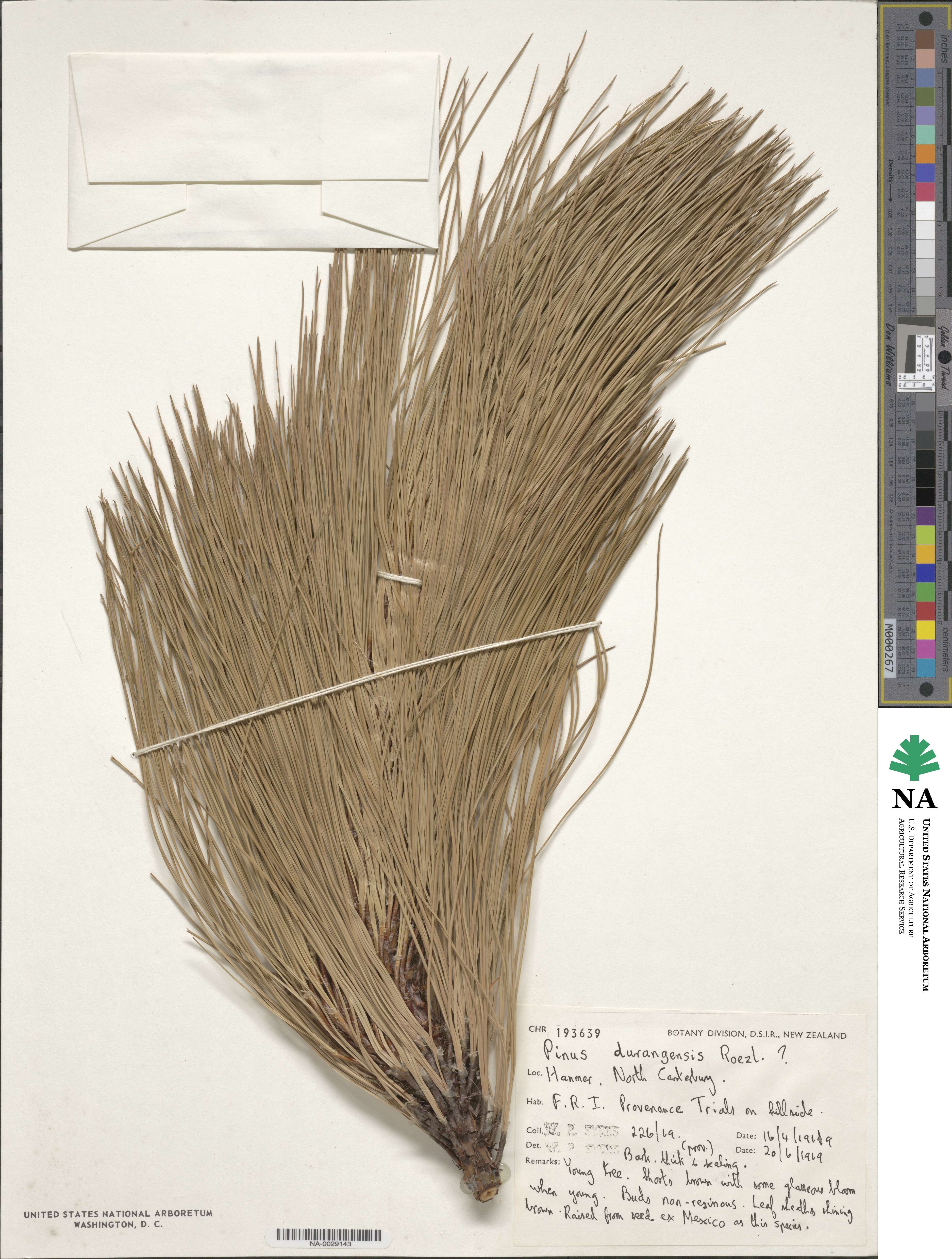 Pinus durangensis image