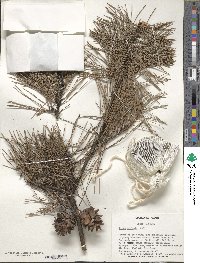 Pinus echinata image