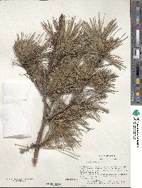 Pinus echinata image