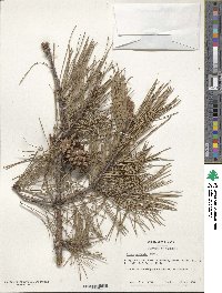 Pinus echinata image