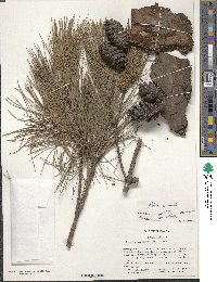 Pinus echinata image