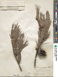 Pinus echinata image