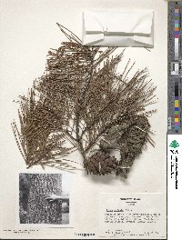 Pinus echinata image