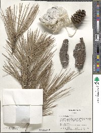 Pinus echinata image