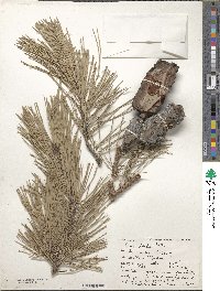 Pinus echinata image