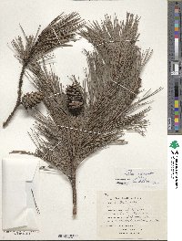 Pinus echinata image