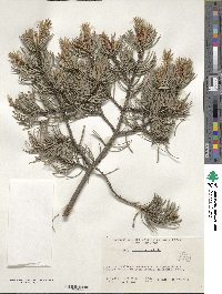 Pinus edulis image