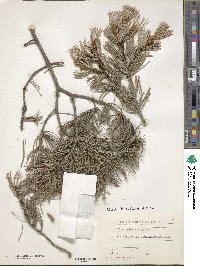 Pinus edulis image