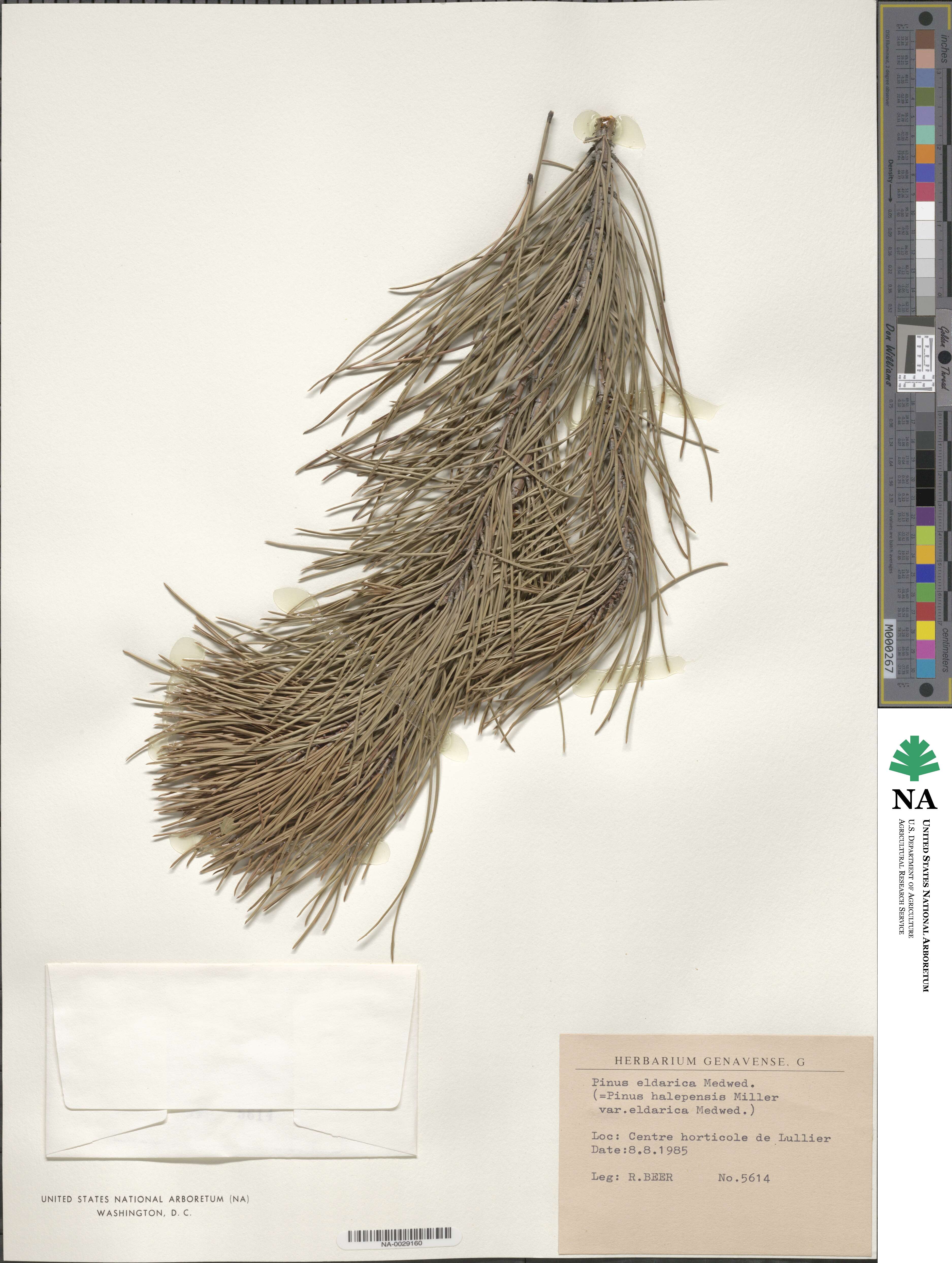 Pinus brutia var. eldarica image