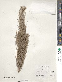 Pinus brutia image