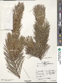 Image of Pinus flexilis