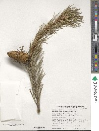 Pinus flexilis image