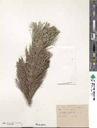 Pinus flexilis image