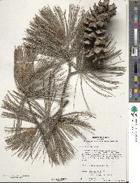 Pinus flexilis image