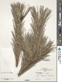 Pinus flexilis image