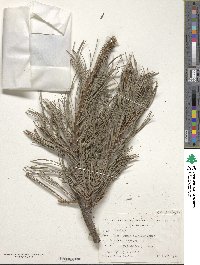 Pinus flexilis image