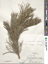 Pinus flexilis image
