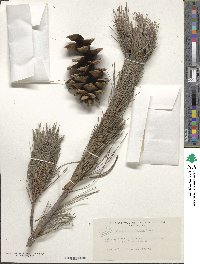 Pinus flexilis image