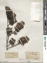 Pinus flexilis image