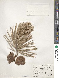 Image of Pinus gerardiana