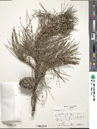 Pinus glabra image