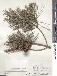 Pinus glabra image