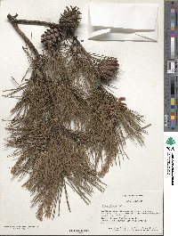 Pinus glabra image