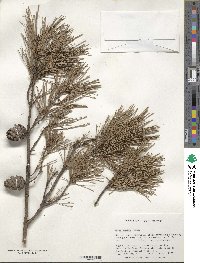 Pinus glabra image