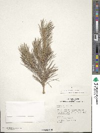 Pinus glabra image