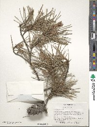 Pinus glabra image