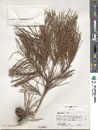 Pinus glabra image