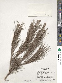 Pinus glabra image