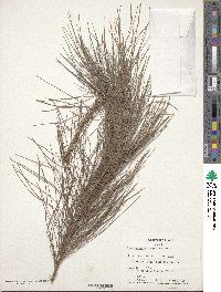 Image of Pinus greggii