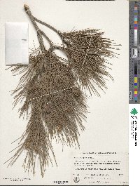 Pinus halepensis image