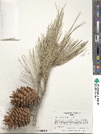 Pinus halepensis image