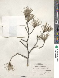 Pinus halepensis image