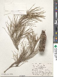 Pinus halepensis image